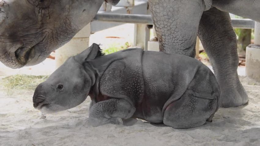 baby rhino makes conservation history mh orig_00001012.jpg