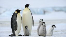 Emperor penguin adults and chicks on Snow Hill Island in Antarctica's Weddell Sea.