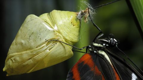 You can actually watch a butterfly emerge from its chrysalis at the National Museum of Costa Rica.