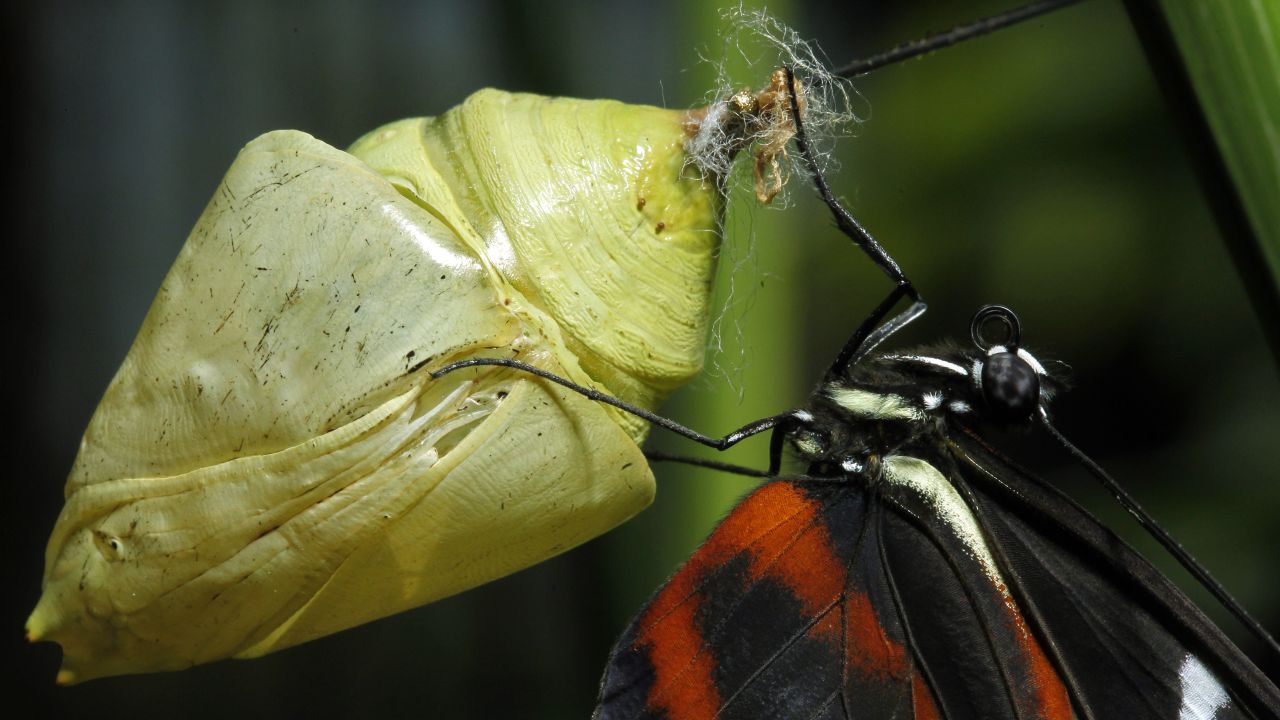 A butterfly hatches from its pupa at the National Museum of Costa Rica.
