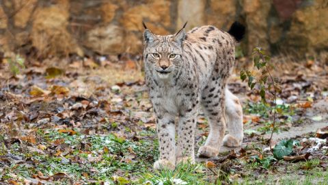 The already dwindling Balkan lynx population is under threat from habitat loss and poaching