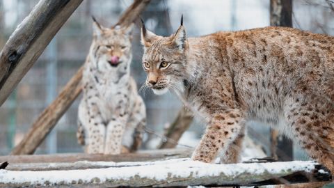 The majestic lynx is the national symbol of North Macedonia