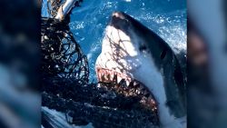 Summerland Key Shark Encounter 1