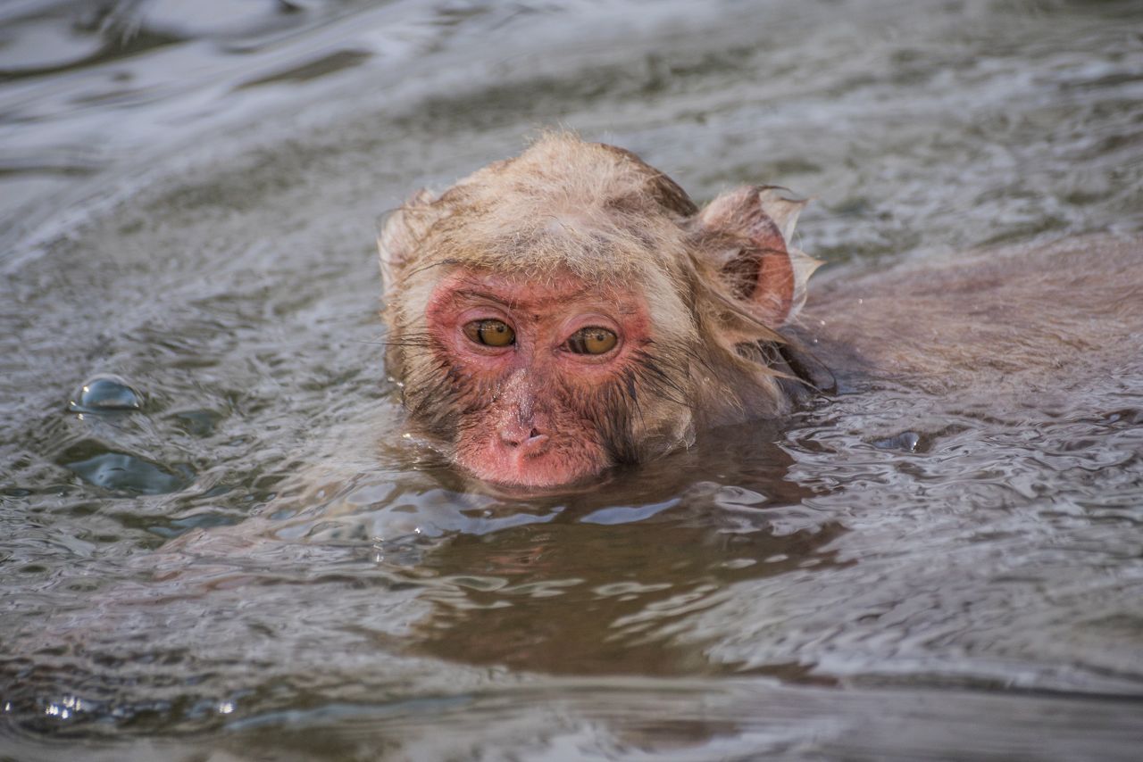 <strong>Bath time. </strong>Onsens natural hot water is said to be a stress reliever — for monkeys and humans.