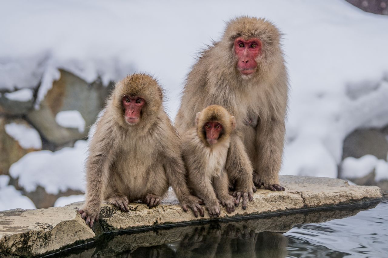 <strong>Family of three.</strong> It's not uncommon to see a group hanging out together near the onsen.