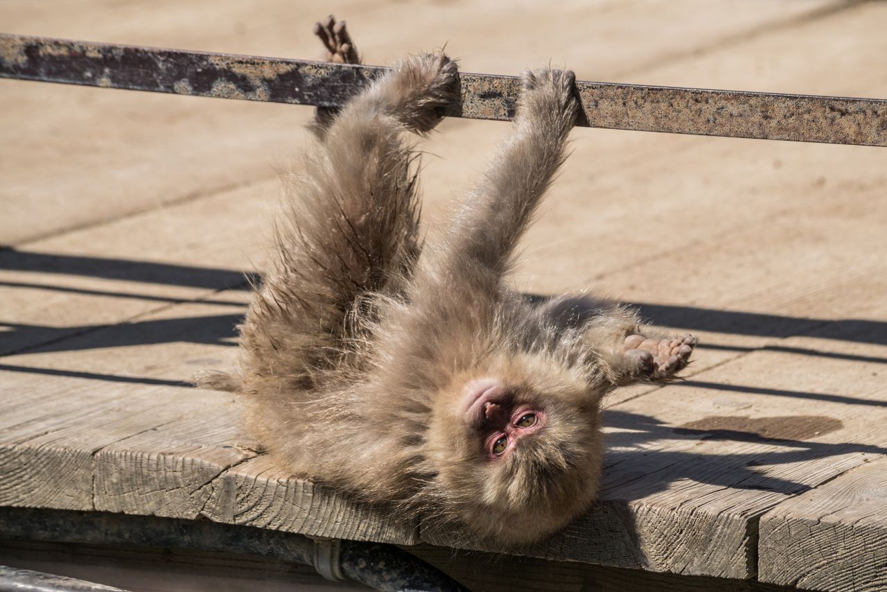 <strong>Barrel of laughs.</strong> It's hard not to have a good time visiting the monkeys.
