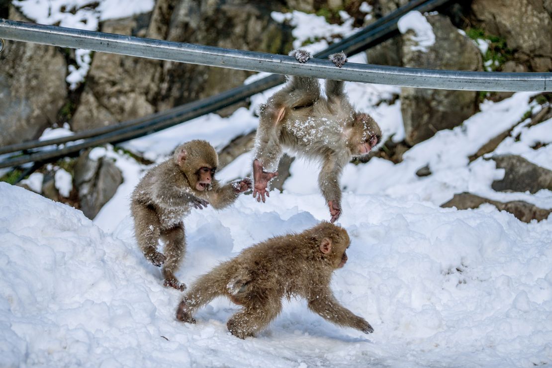 The baby monkeys love a good snow romp.