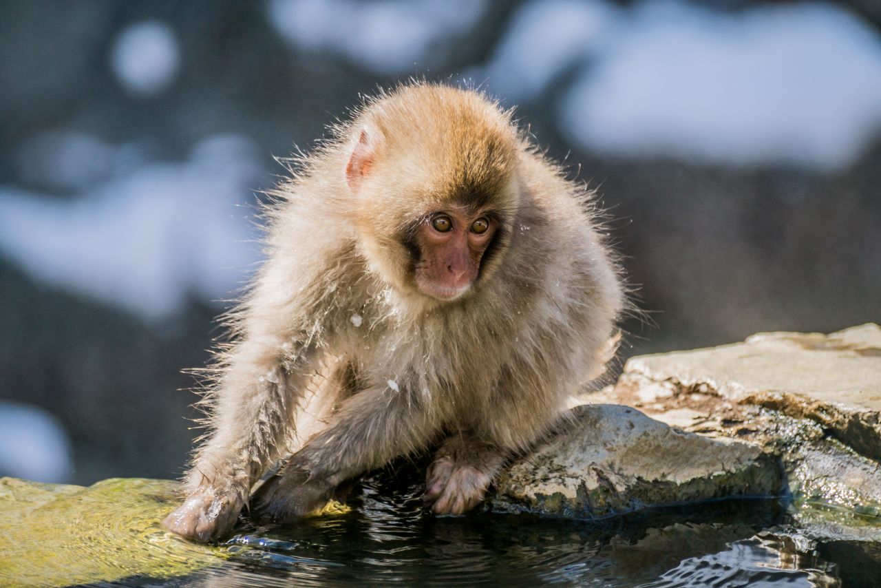<strong>Little guy.</strong> If you're lucky, your visit to the park will reveal the baby monkeys. 
