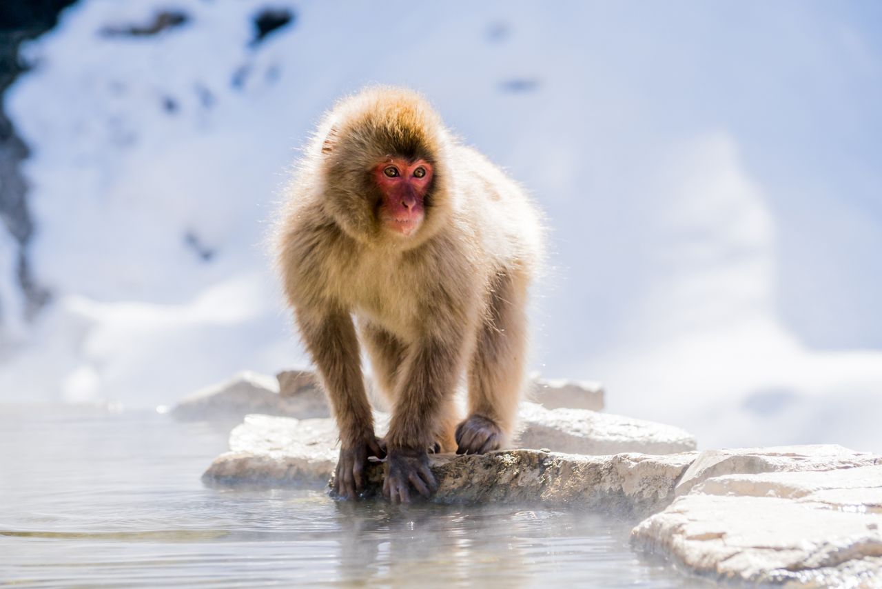 <strong>Snowy days. </strong>The macaques like the snow.