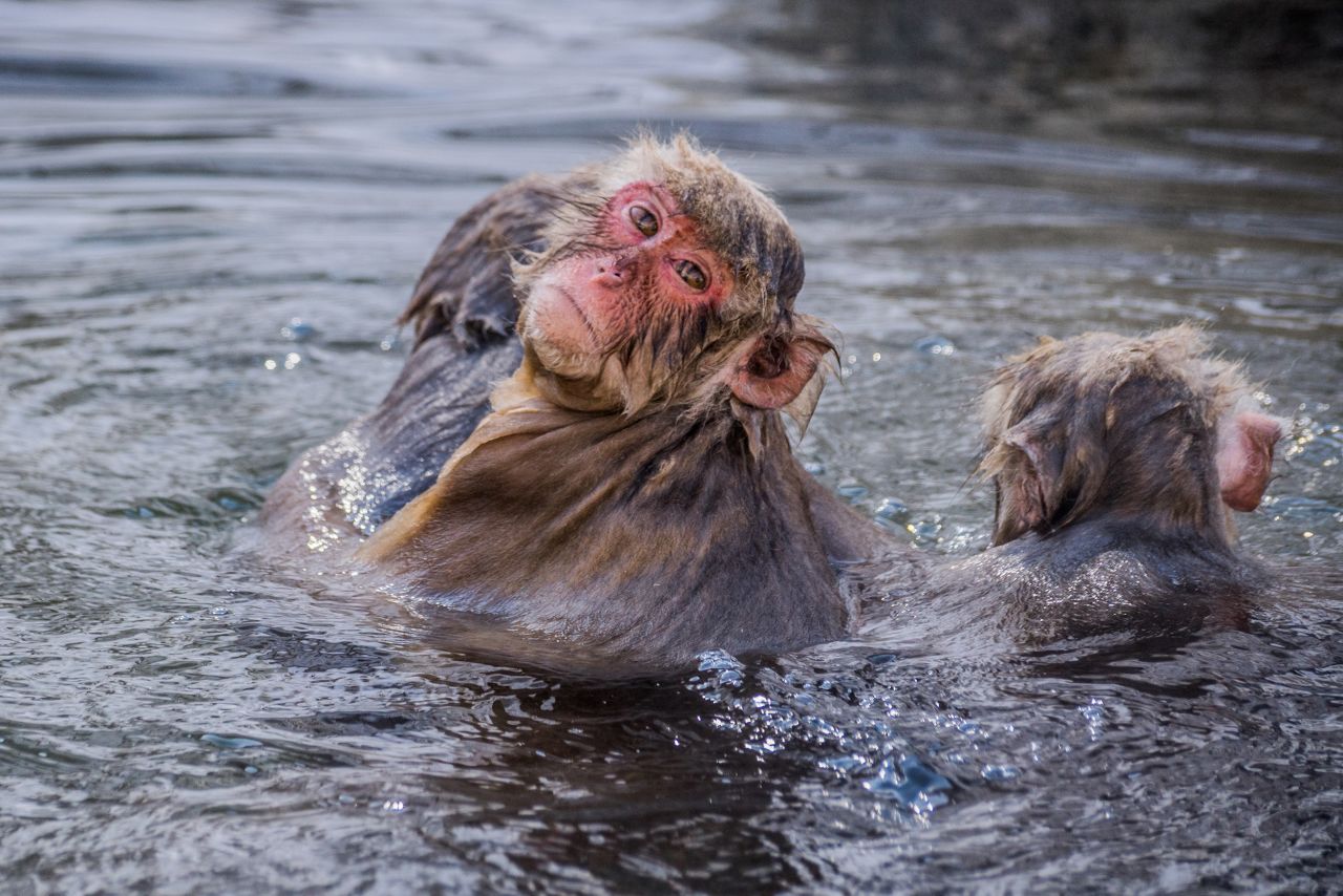 <strong>Japanese macaques. </strong>Soaking in onsen has become a routine park of the monkeys' lives.