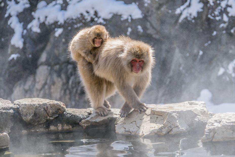 See Japan's snow monkeys relax in their own hot springs CNN
