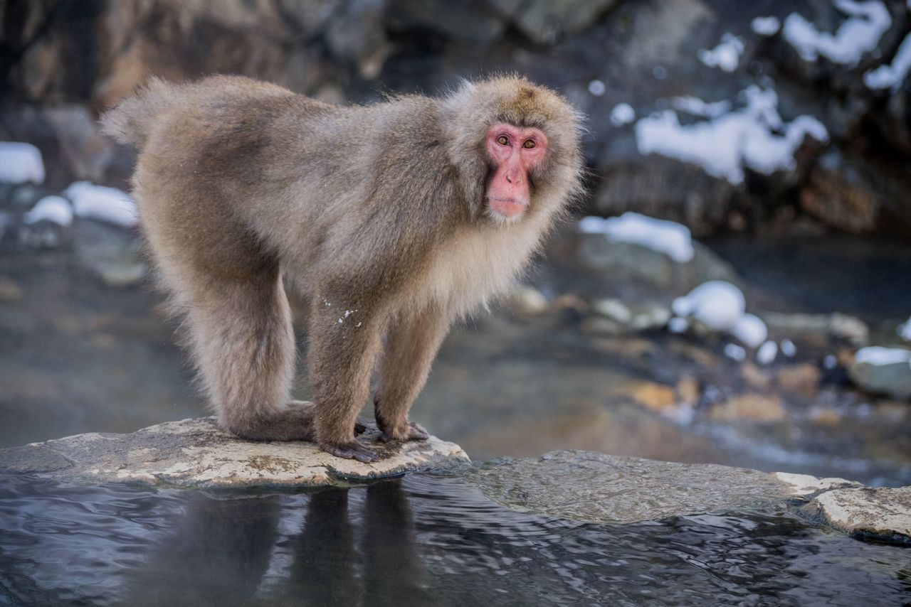 <strong>Don't feed to monkeys.</strong> Unlike Japan's Nara Deer Park, where feeding is encouraged, there's a rule against feeding here.