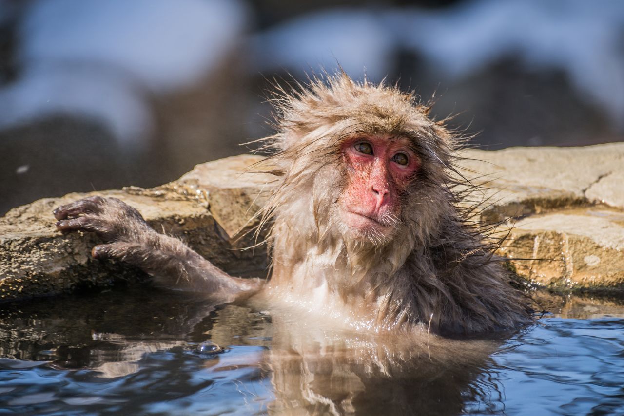 <strong>Camera-ready. </strong>The monkeys are accustomed to human visitors, and some even appear to pose for pictures.