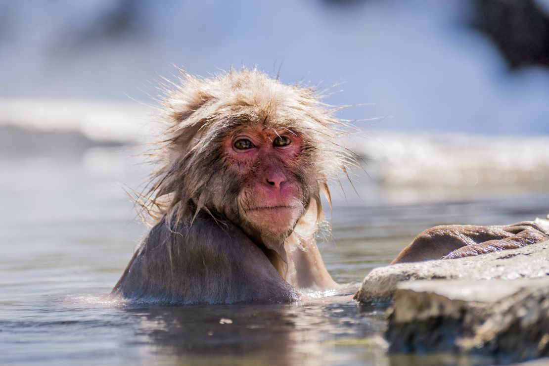Japanese macaques in Nagano love soaking in onsen in the park that was made for them: Jigokudani Monkey Park.