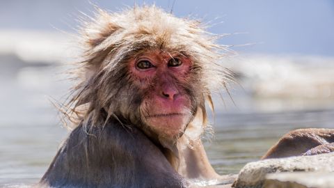 See Japan's snow monkeys relax in their own hot springs | CNN