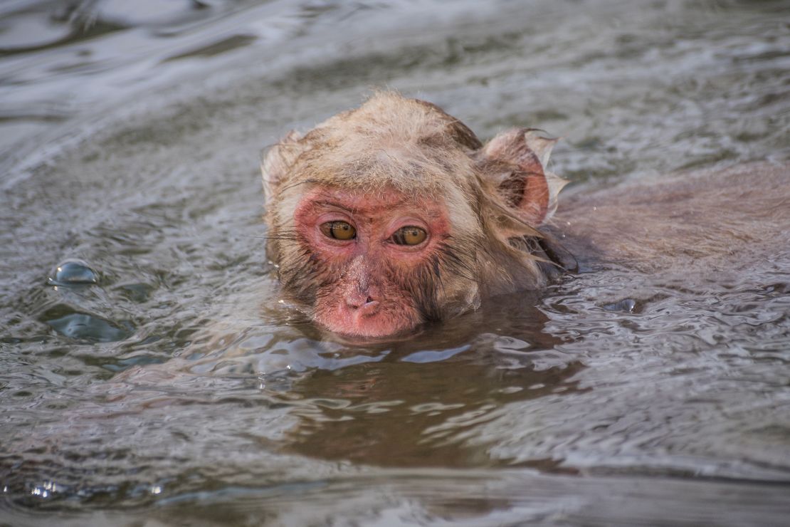 What started out as a dip to grab a fallen apple has evolved into something much sweeter: monkey bathing.