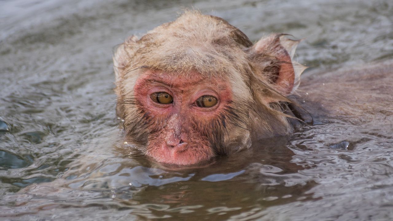 What started out as a dip to grab a fallen apple has evolved into something much sweeter: monkey bathing.