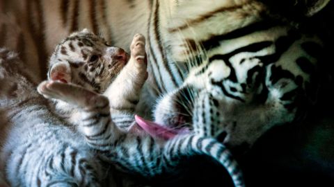 A white tiger licks one of her three cubs at a zoo in Monterrey, Mexico, on Wednesday, April 24. The cubs were born three weeks ago.