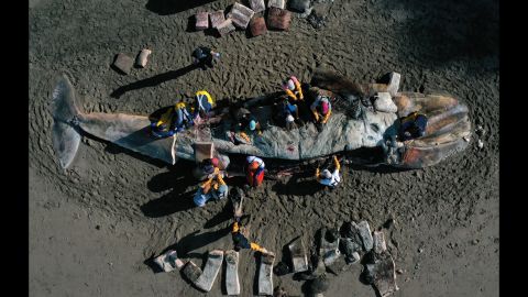 Scientists perform a necropsy on a beached gray whale in Tiburon, California, on Tuesday, April 23. In the past month, seven whales have washed up on the shores of San Francisco Bay and along the coast. It was determined that four died from malnutrition and three were struck by ships.