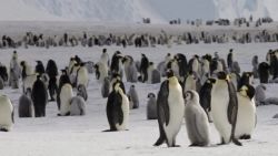 emperor penguin colony almost disappeared mh orig_00002425.jpg