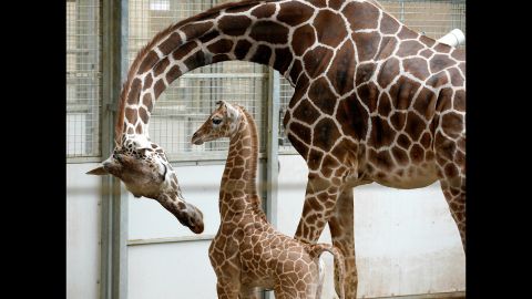 Dottie the giraffe and her calf, born on April 16, are seen at the Henry Doorly Zoo in Omaha, Nebraska, on Tuesday, April 23. The zoo is inviting the public to help name the calf by submitting suggestions through Facebook.