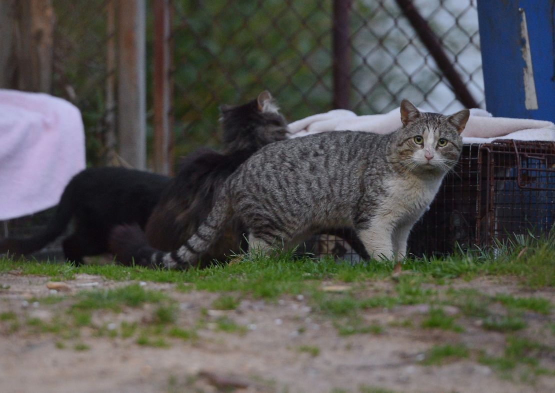 A feral cat in a neighborhood in Washington, DC on April 4, 2014. 