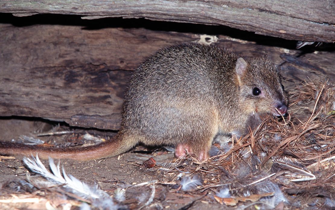 A rare burrowing bettong hides under a hollow log near Cygnet River on Kangaroo Island. Its species was driven to extinction on mainland Australia by foxes and feral cats.  