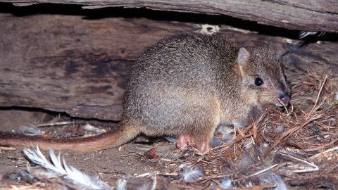 A rare burrowing bettong hides under a hollow log near Cygnet River on Kangaroo Island. Its species was driven to extinction on mainland Australia by foxes and feral cats.  