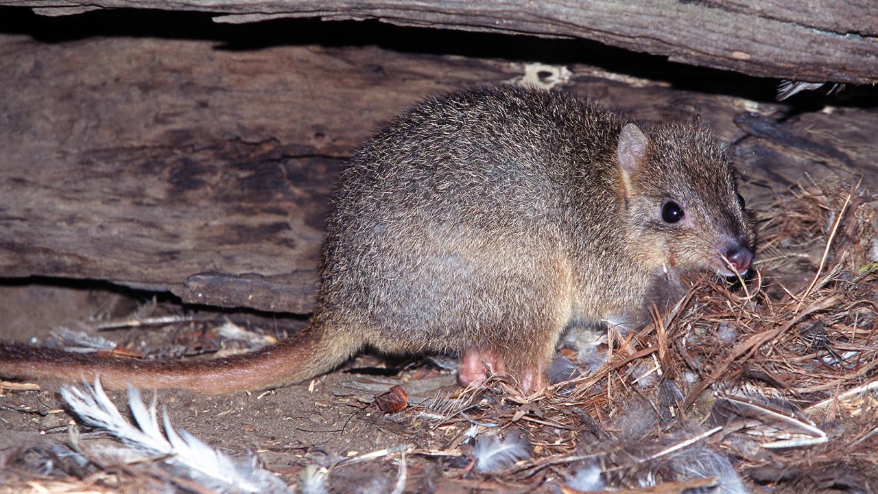 A rare burrowing bettong hides under a hollow log near Cygnet River on Kangaroo Island. Its species was driven to extinction on mainland Australia by foxes and feral cats.
