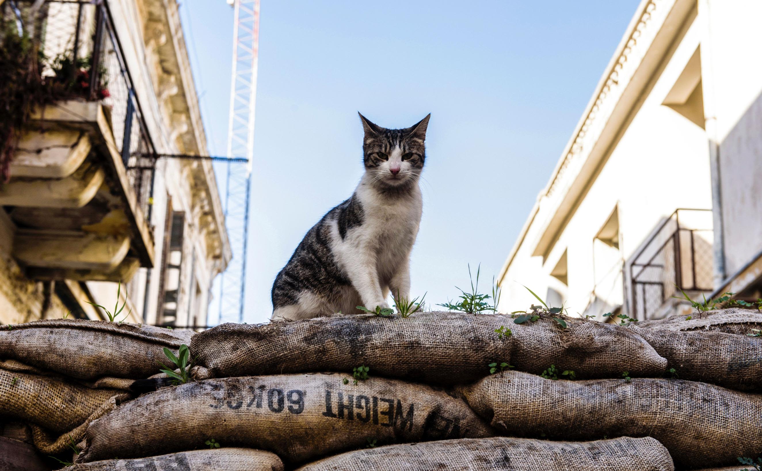 The case against cats: Why Australia has declared war on feral felines | CNN