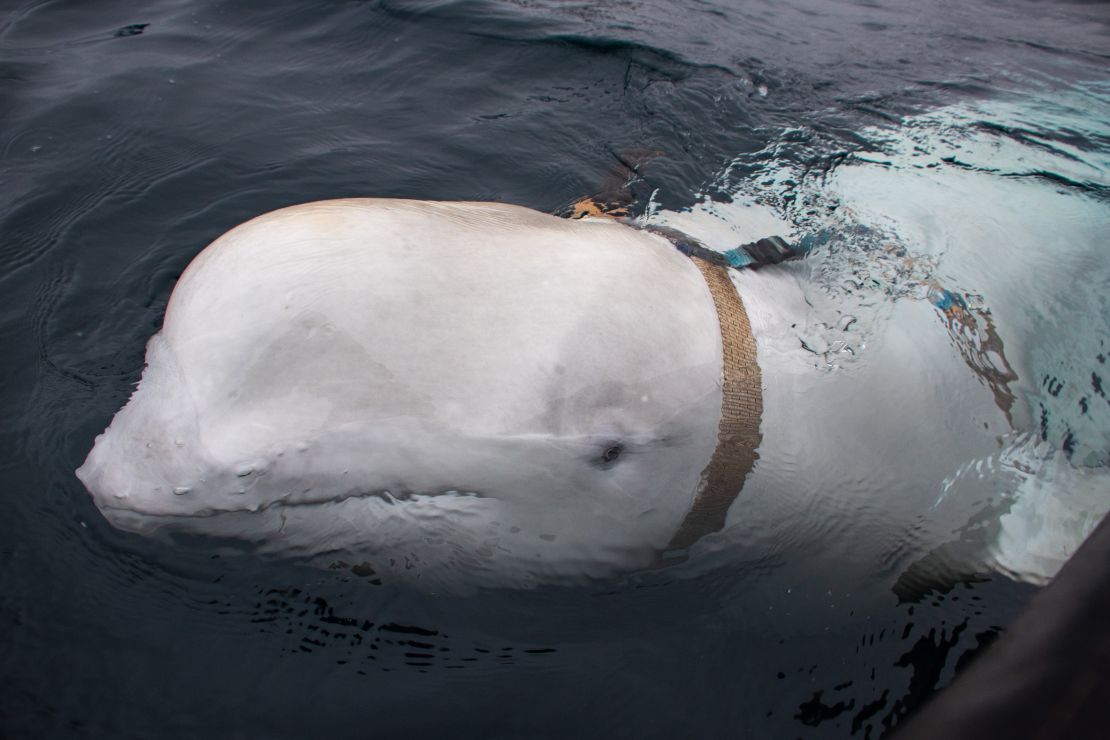 Experts believe a beluga whale spotted off the coast of Norway was trained by the Russian navy.