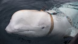 Experts believe a beluga whale spotted off the coast of Norway was trained by the Russian navy.