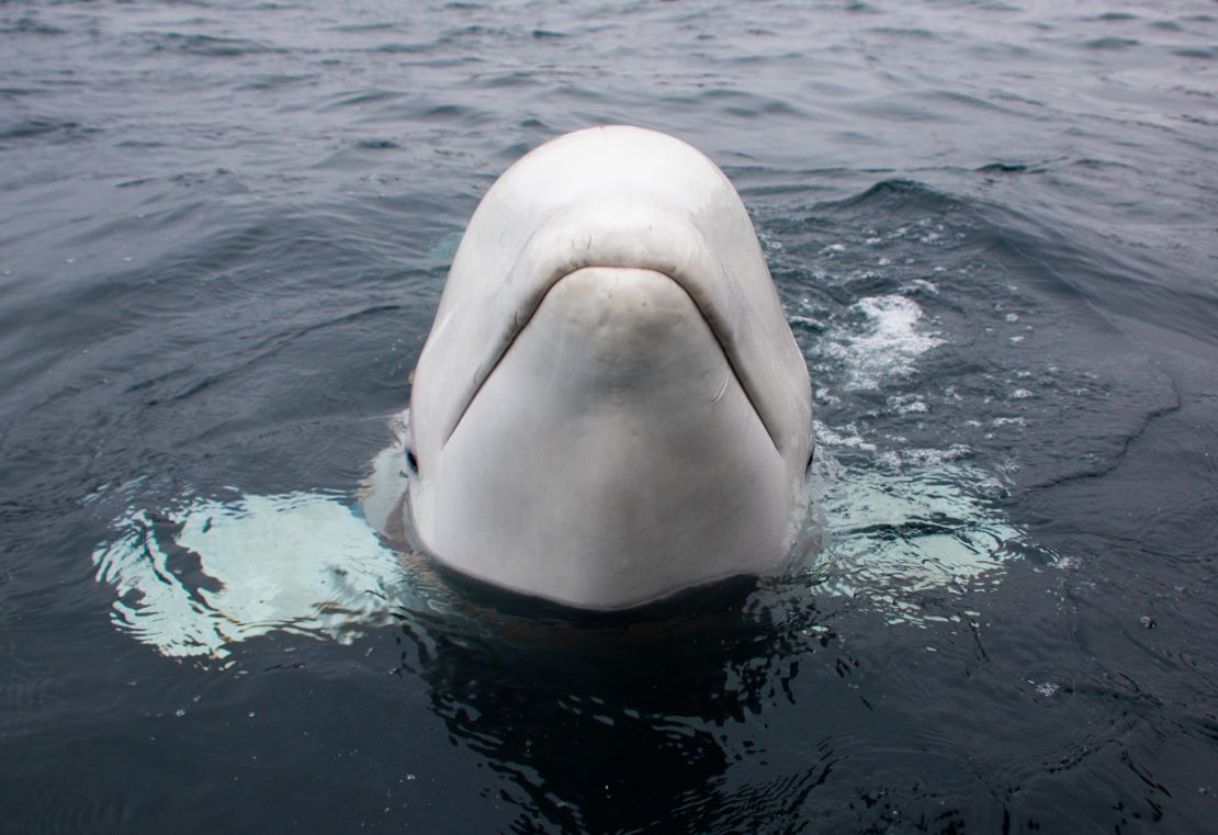 The whale was friendly and playful, witnesses said.