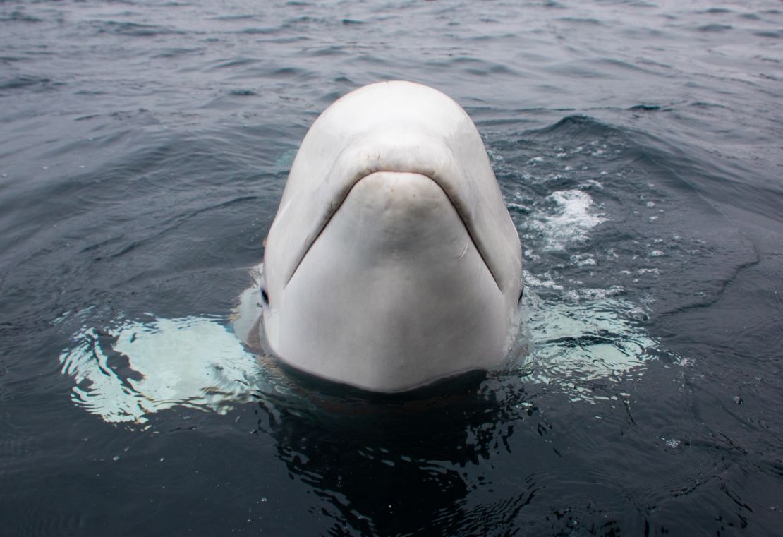 The whale was friendly and playful, witnesses said. 