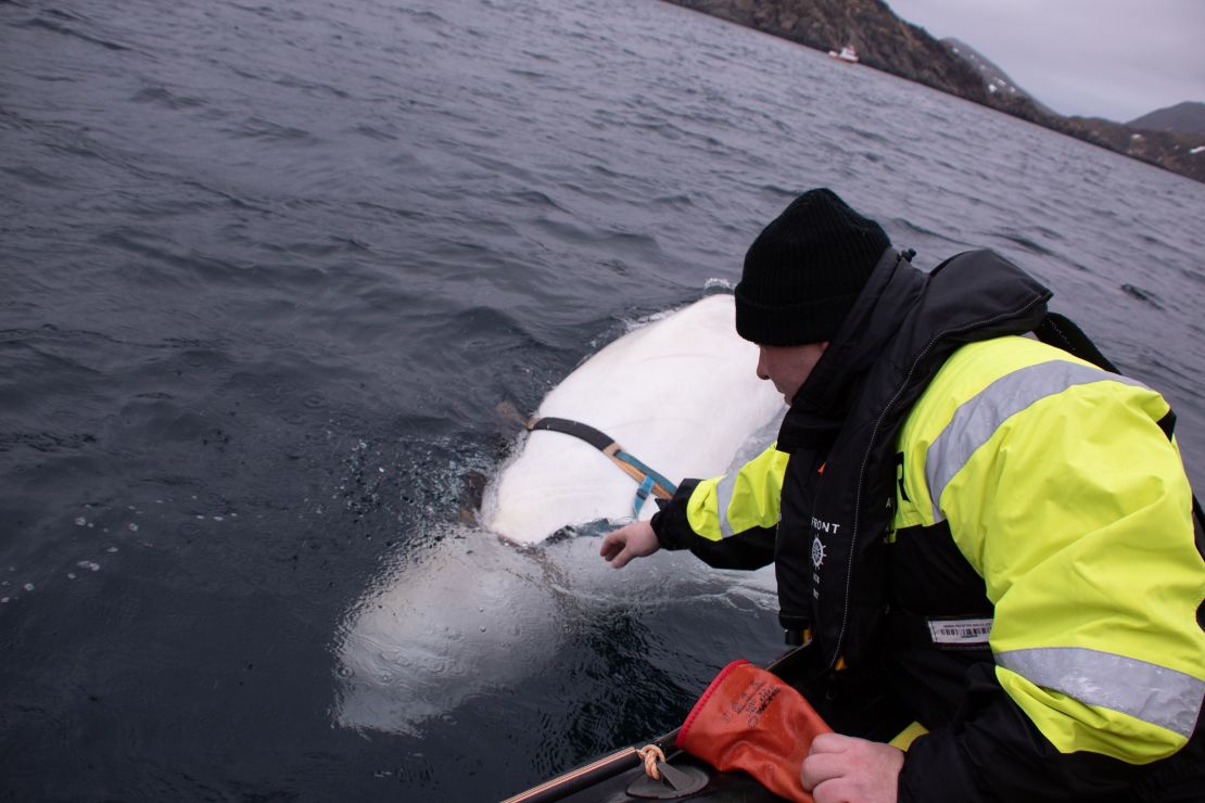 Experts from the Norwegian Directorate of Fisheries released the whale from its harness.