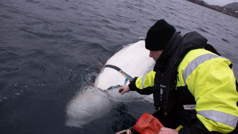 Experts from the Norwegian Directorate of Fisheries released the whale from its harness. 