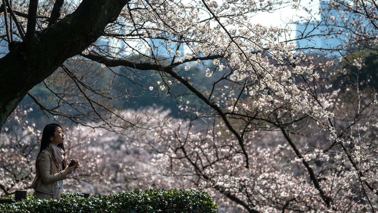 <strong>Cherry blossoms: </strong>The palace's surrounding gardens and parks, once part of the Imperial Grounds, are now popular urban getaways for locals and tourists. They are also some of the best places to view cherry blossoms. 