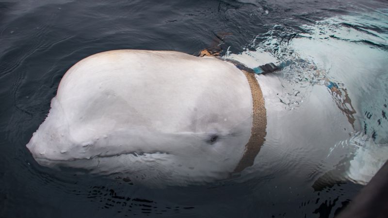 Norway warns people to keep away from ‘spy’ whale for animal’s safety | CNN