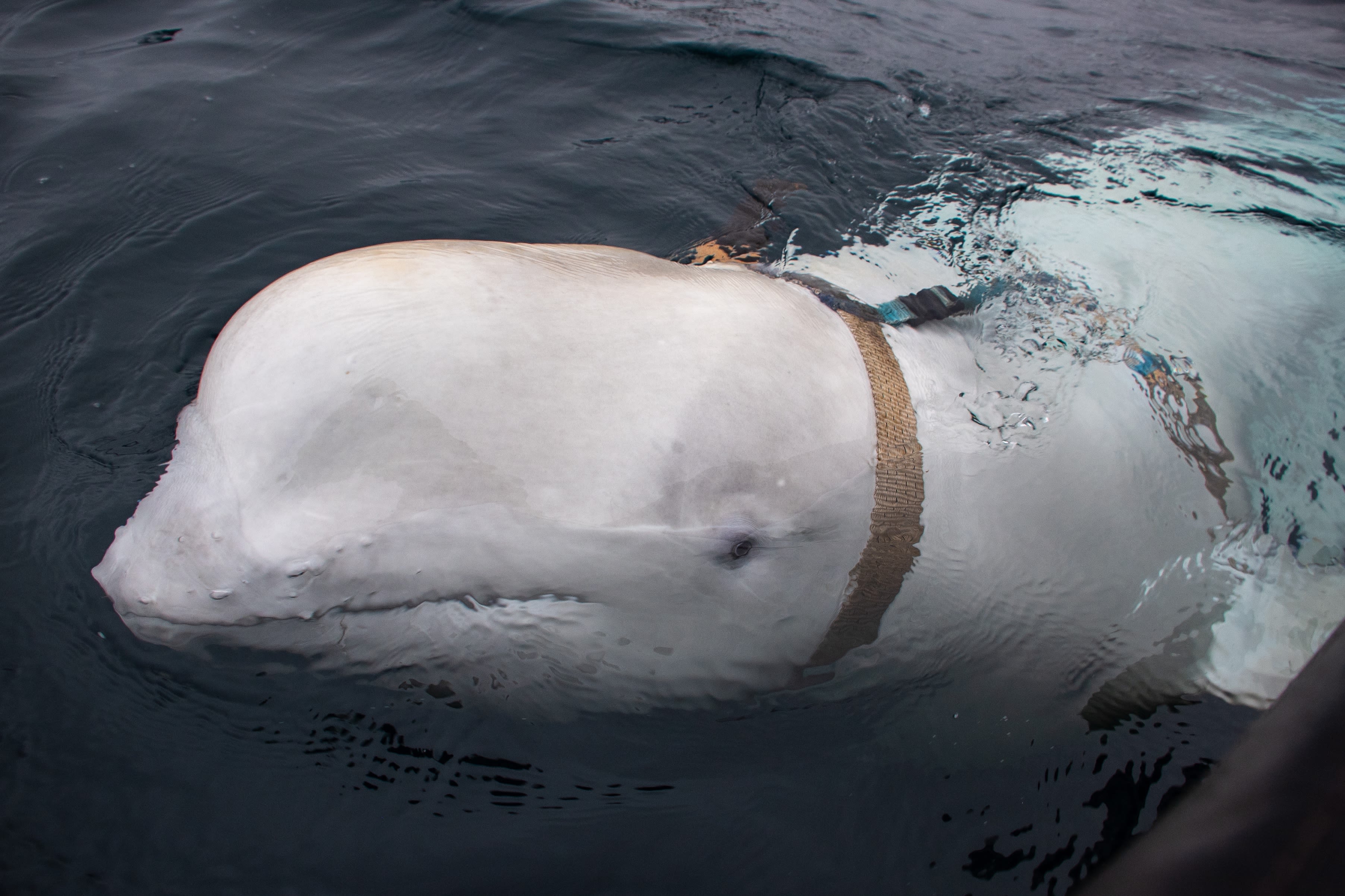 Beluga watches you sleep 