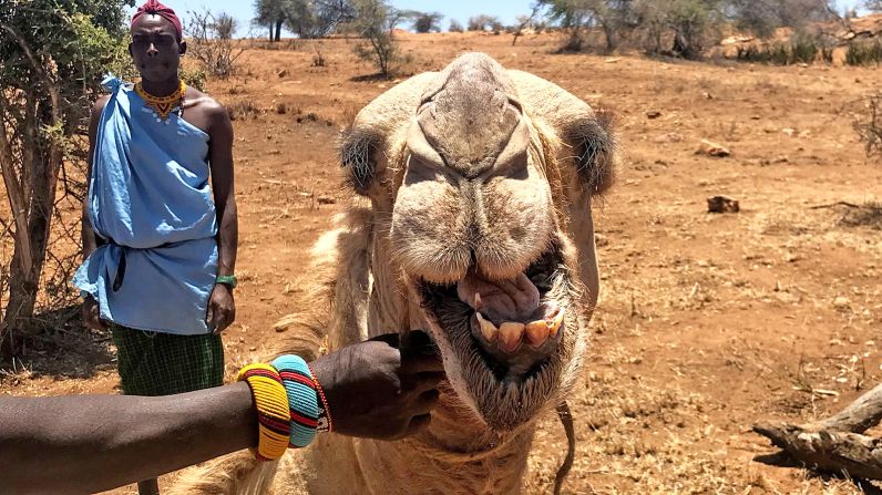 <strong>Camel safari: </strong>Camel safaris are one of the ways to explore the area and spot animals including elephants, zebras and impalas. 