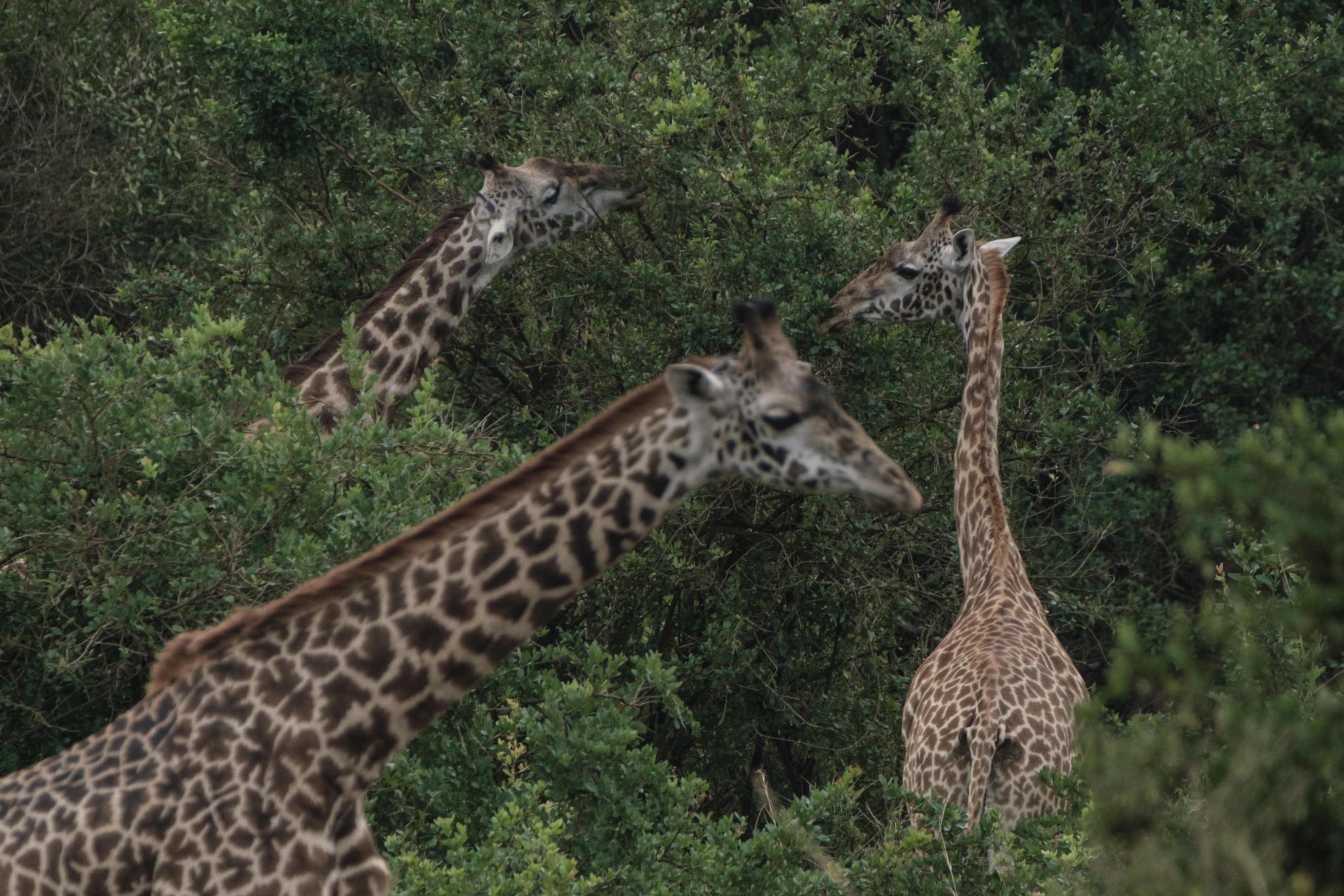 Giraffes' endangered species status considered by the United States | CNN