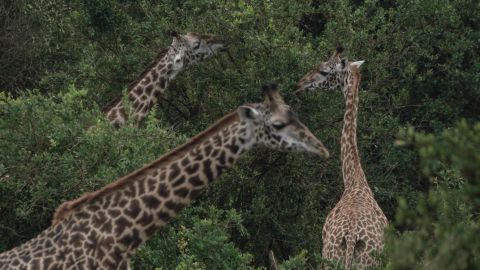 Giraffes' endangered species status considered by the United States | CNN