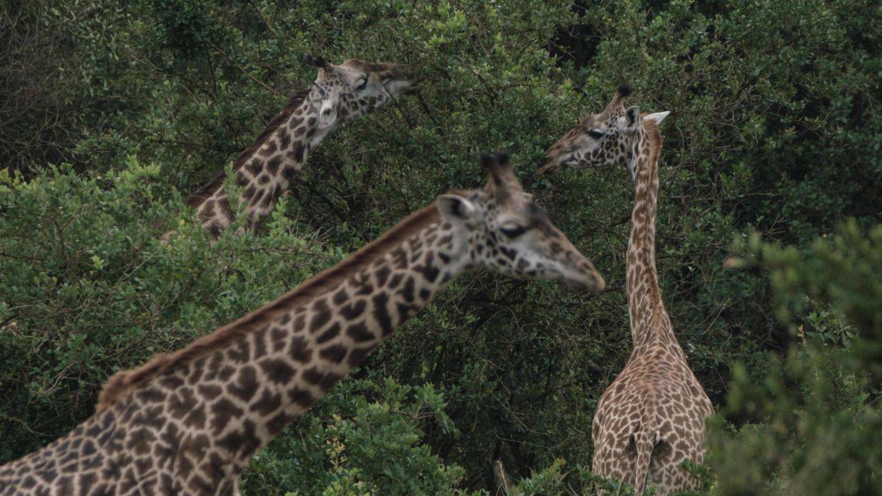 Masai giraffes eat leaves in Nairobi National Park, Kenya.