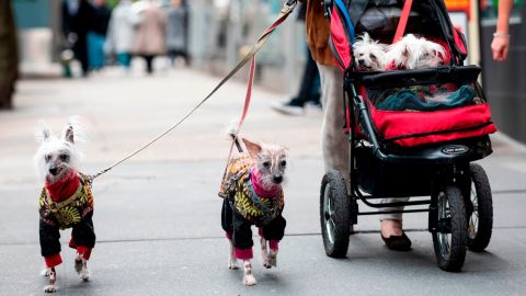 "Pet parents increasingly view pets as part of the family," Chewy said in a regulatory filing Monday.