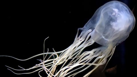 A box jellyfish seen in a file photo.