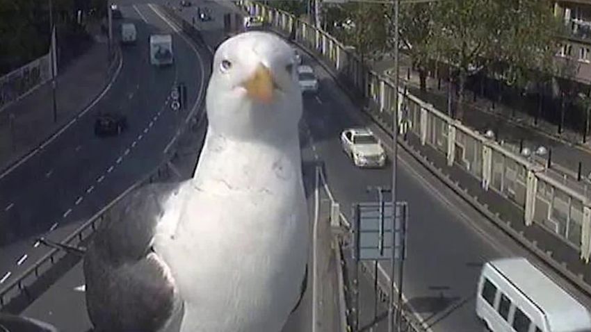 traffic cam birds 02