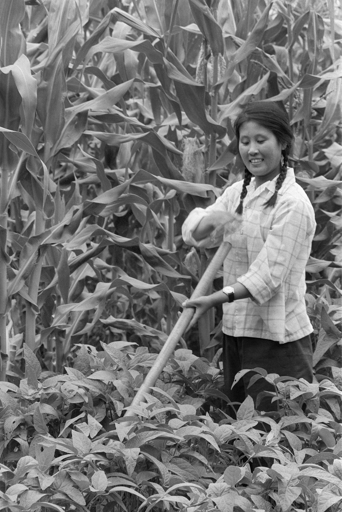 A young intellectual woman working in June 1974 a field in a state farm in Harbin as she takes part in a "political re-education" program.