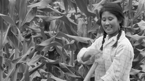A young intellectual woman working in June 1974 a field in a state farm in Harbin as she takes part in a "political re-education" program.