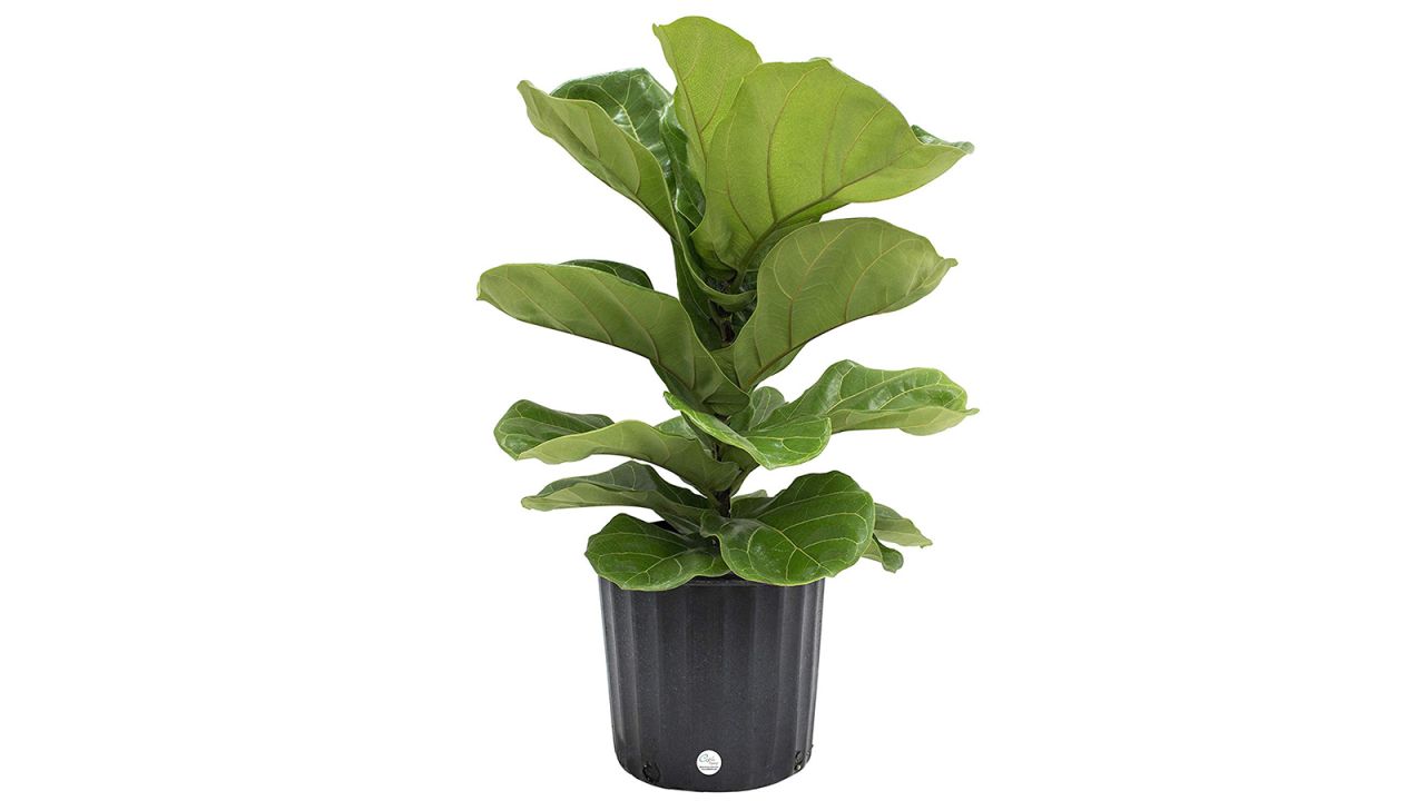 <strong>Costa Farms Live Ficus Lyrata Fiddle-Leaf Fig ($29.97; </strong><a href="https://amzn.to/2XYiNht" target="_blank" target="_blank"><strong>amazon.com</strong></a><strong>)</strong><br />For the mom with a green thumb, this live Fiddle Leaf Fig tree is trendy and environmentally friendly<br />