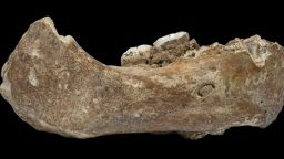 A 160,000-year-old Denisovan jawbone found in a cave on the Tibetan Plateau is the first reported evidence of this ancient human group being present outside the Denisova cave in Siberia. This jawbone, described in Nature this week, represents the earliest known hominin fossil found on the Tibetan Plateau. The discovery indicates that Denisovans adapted to high-altitude, low-oxygen environments much earlier than the regional arrival of modern humans.